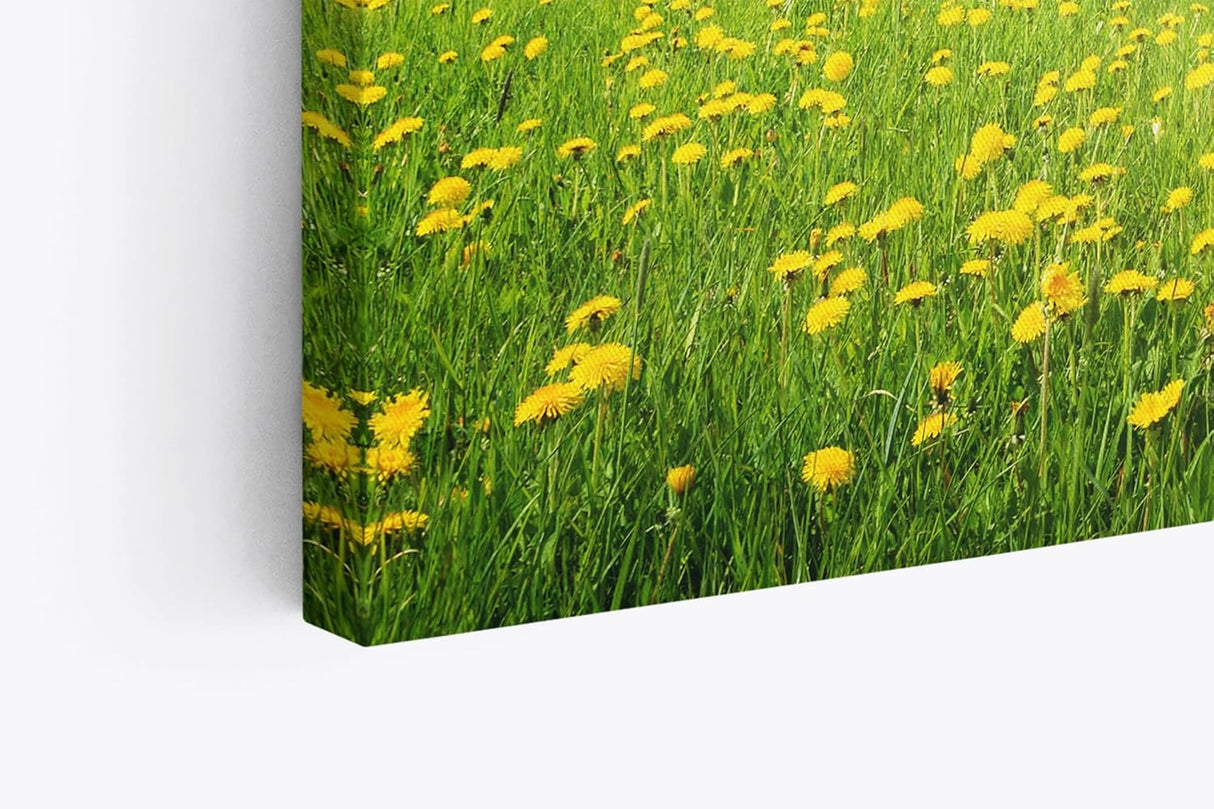 Paul Sinus Wandbild 120x80cm Sommerwiese Löwenzahn Sonnenschein Bäume Natur