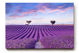 Sinus Art Wandbild 120x80cm Perfekt ausgerichtete Lavendelreihen unter farbigem Himmel für meditative Raumwirkung