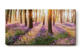 Sinus Art Wandbild 120x80cm Waldszene mit violetten Blüten und einfallender Sonne für verträumte Atmosphäre