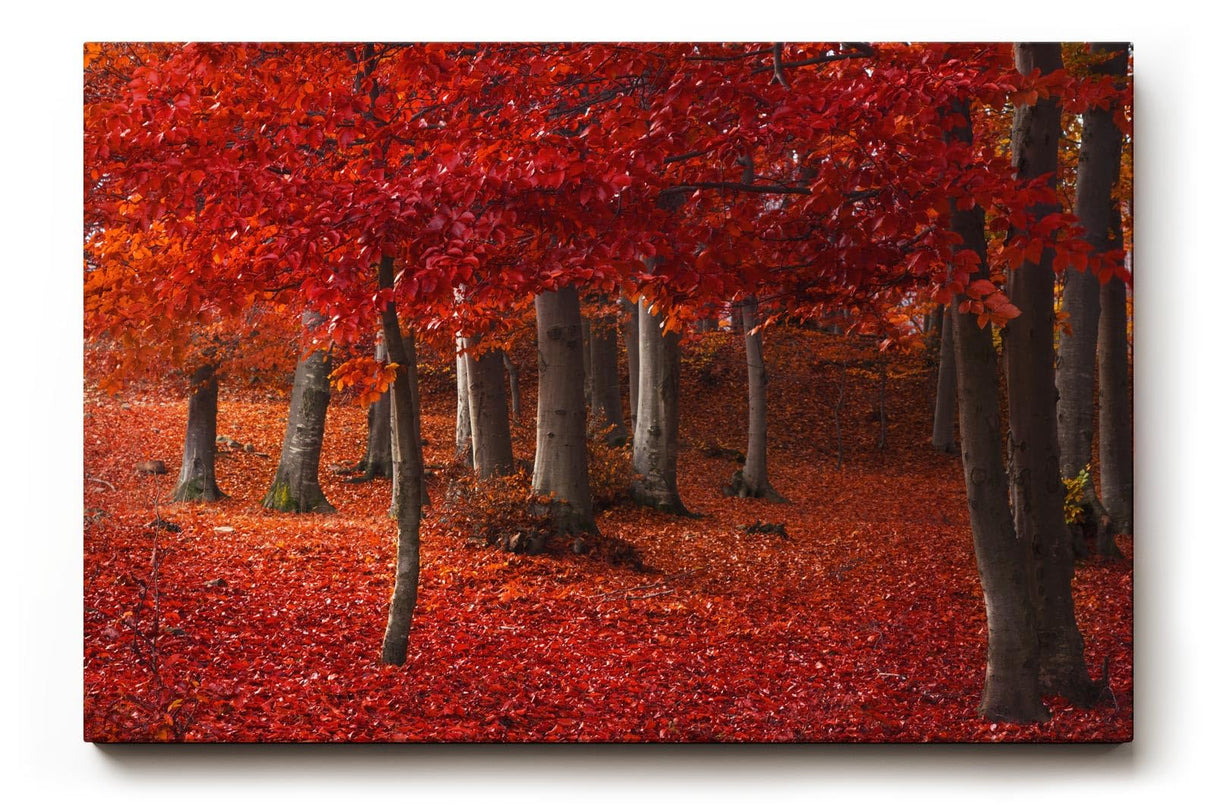 Sinus Art Wandbild 120x80cm Hochsättigtes Rot in Kombination mit natürlichen Brauntönen schafft ein warmes und dynamisches Raumerlebnis
