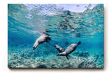 Sinus Art Wandbild 120x80cm Faszinierende Szene mit schwimmenden Seelöwen in Bewegung in türkisblauer Umgebung