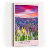 Paul Sinus Kunstdruck 40x60cm Lupinen Sonnenuntergang Blumenwiese Farbenpracht Natur Lupine Sunset