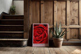 Paul Sinus Kunstdruck 40x60cm Scarlet Bloom – Rote Rosenblüte in Makroaufnahme mit eleganter Form und samtiger Textur