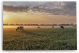 Paul Sinus Wandbild 120x80cm Wiese Kühe Weide Morgentau Sonnenaufgang Feld