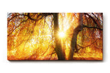 Sinus Art Wandbild 120x80cm Sonnenstrahlen brechen durch goldene Baumkronen und schaffen eine warme Atmosphäre