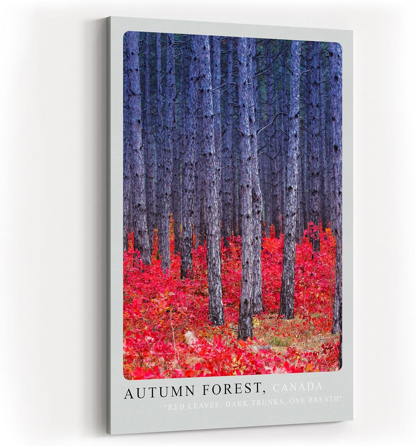 Paul Sinus Kunstdruck 40x60cm Autumn Forest Canada herbstlicher Wald mit rotem Laub und tiefen Baumstämmen in Kontraststimmung