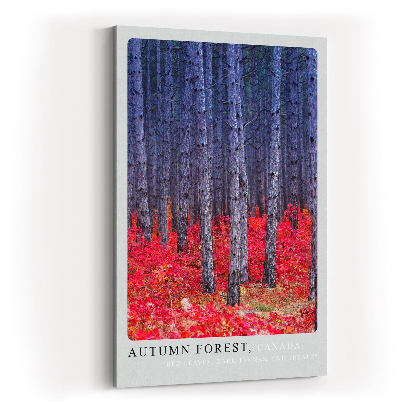 Paul Sinus Kunstdruck 40x60cm Autumn Forest Canada herbstlicher Wald mit rotem Laub und tiefen Baumstämmen in Kontraststimmung