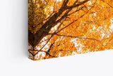 Wandbild 120x80cm Bäume Baumkronen Eiche Sonnenstrahl Sonnenschein Wald