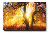 Sinus Art Wandbild 120x80cm Sonnenstrahlen brechen durch goldene Baumkronen und schaffen eine warme Atmosphäre