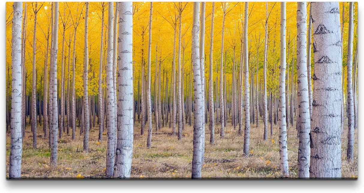 Herbst Birke ca. 130x70cm Wandbild inklusive Schattenfugenrahmen schwarz - Panorama Leinwand Bild XXL Format Wandbilder Wohnzimmer Wohnung Deko Kunstdrucke