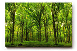 Sinus Art Wandbild 120x80cm Dichte Baumreihen und leuchtendes Laub schaffen eine friedliche, harmonische Stimmung