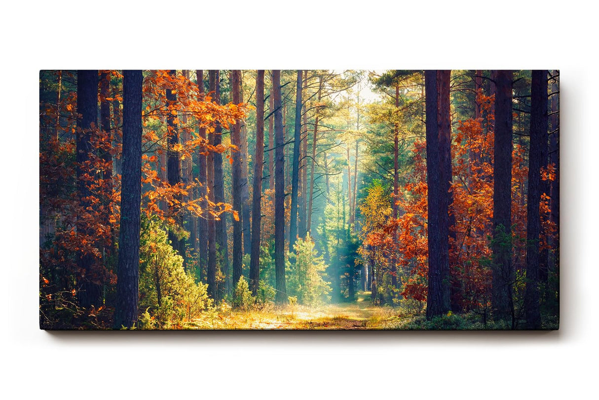 Sinus Art Wandbild 120x80cm Waldweg durch herbstlich gefärbten Wald mit Lichtspiel für gemütliche Raumwirkung