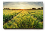 Sinus Art Wandbild 120x80cm Sonnenuntergang über einem weitläufigen Feld voller goldener Halme – friedlich und inspirierend