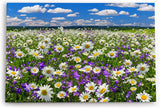 Paul Sinus Wandbild 120x80cm Gänseblümchen Blumenwiese Wiese Sommer Wildblumen