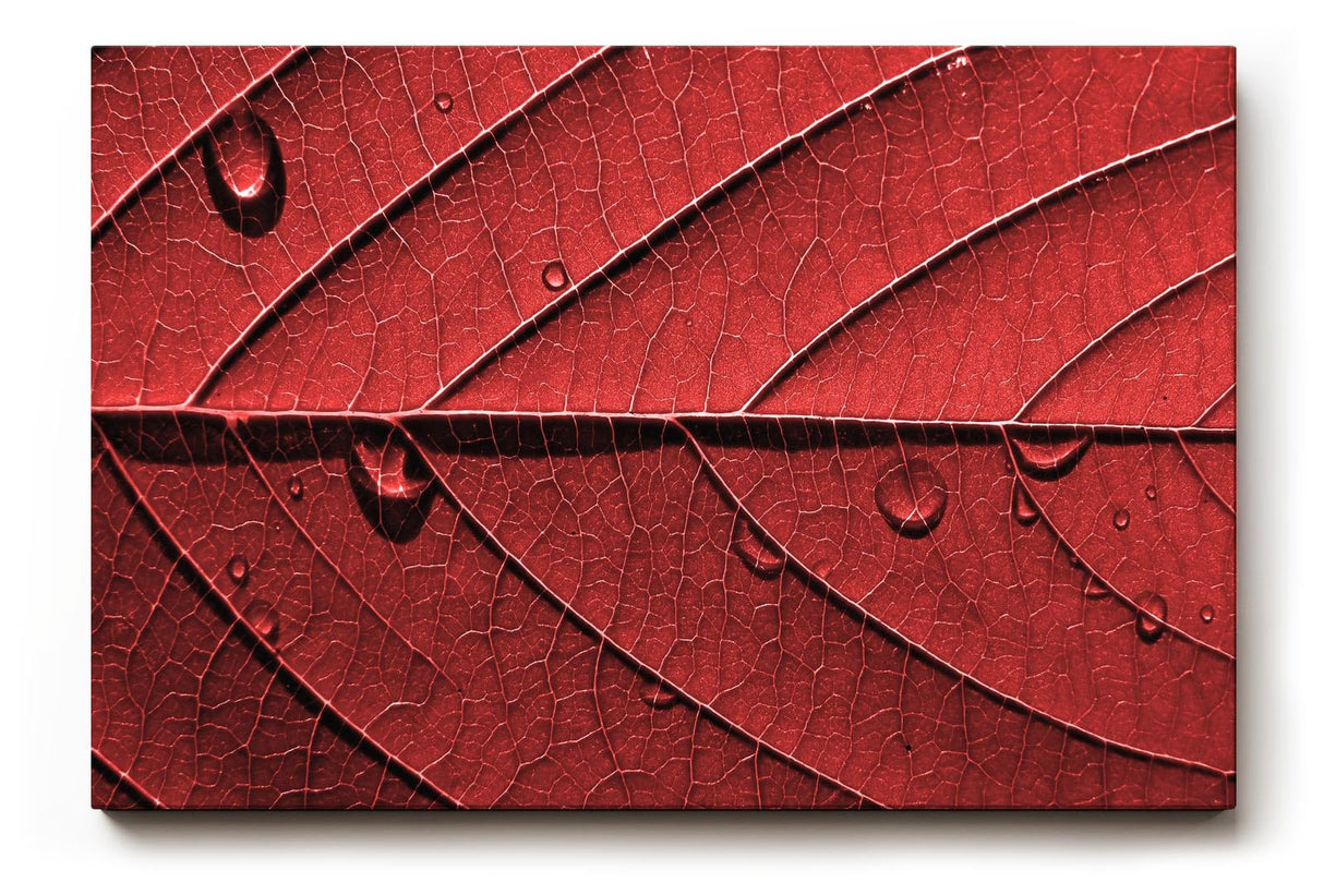 Sinus Art Wandbild 120x80cm Perfektes Motiv für alle, die grafische Naturästhetik mit Eleganz verbinden
