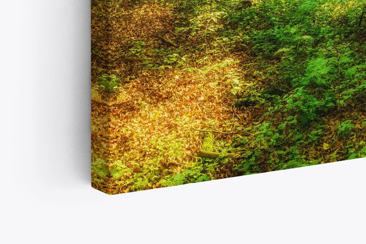 Paul Sinus Wandbild 120x80cm Wald Bäume Sonnenschein Grün Natur Sonnenstrahl