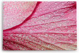 Paul Sinus Wandbild 120x80cm Blume Blüte Rosa Makroaufnahme Wassertropfen Kunstvoll