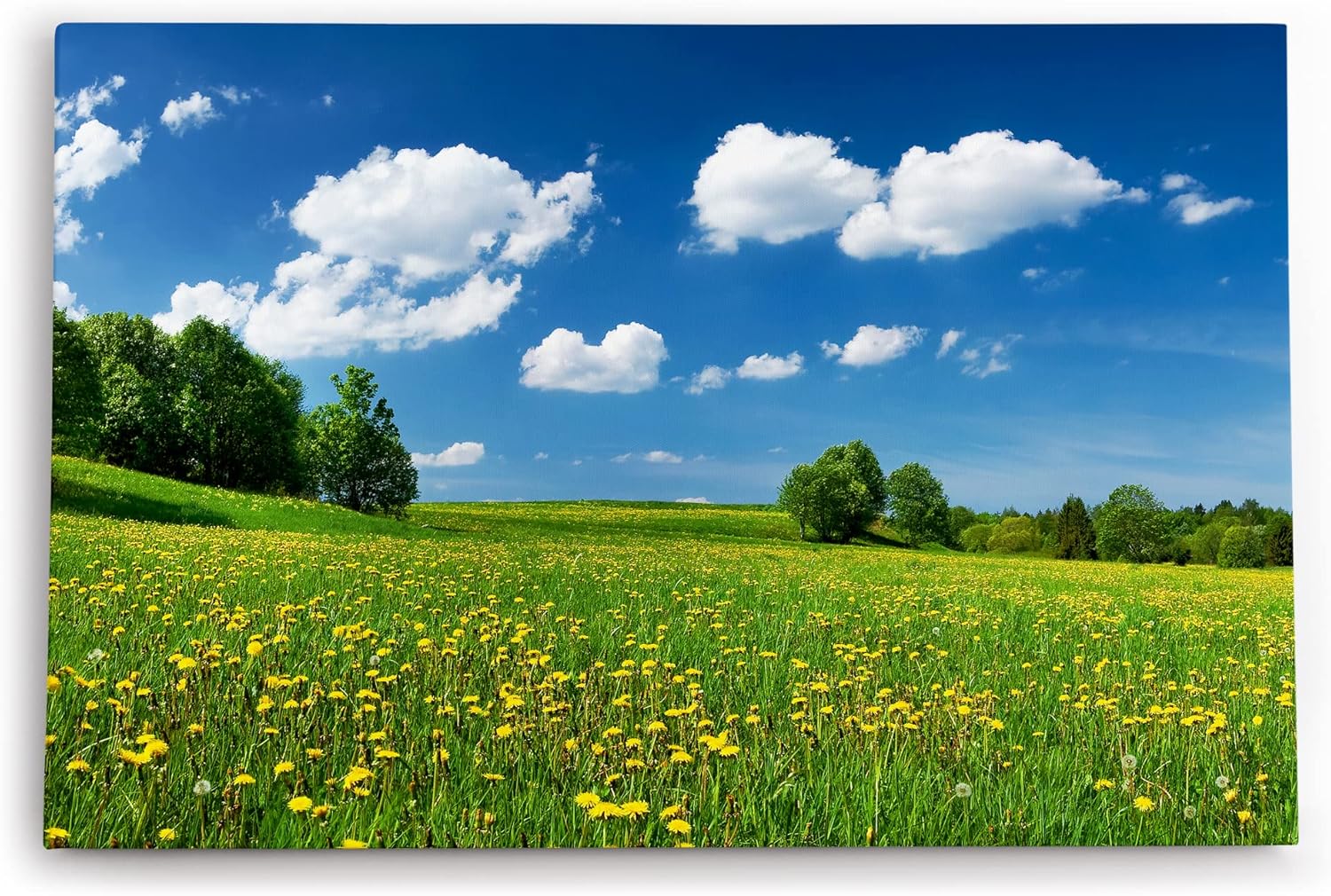 Paul Sinus Wandbild 120x80cm Landschaftsbild Wiese Bäume Natur Sommer blauer Himmel