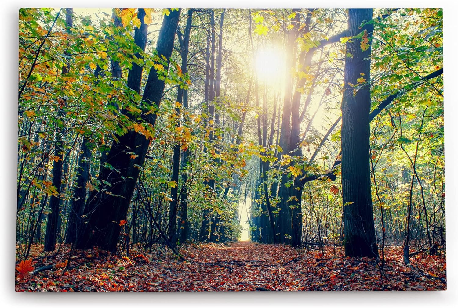 Wandbild 120x80cm Wald Bäume Baumkronen Sonnenschein Natur Grün