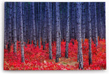 Paul Sinus Wandbild 120x80cm Fichtenwald Bäume Wald Rot Kunstvoll Fichten