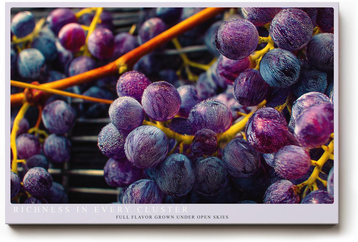 Paul Sinus Wandbild 120x80cm Trauben Makro Fotokunst modern violett blau Obst Kunstdruck grosses Kunstbild frische Wanddekoration fuer Kueche Esszimmer Wohnzimmer
