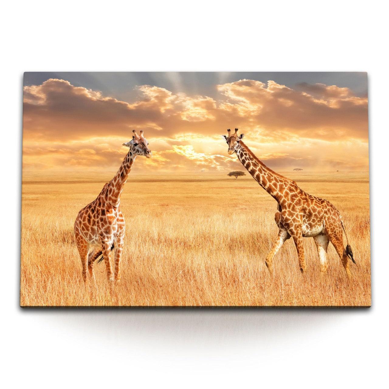 STOCKS_1464BcjZRPLRAcjp1_1280x1280.jpg