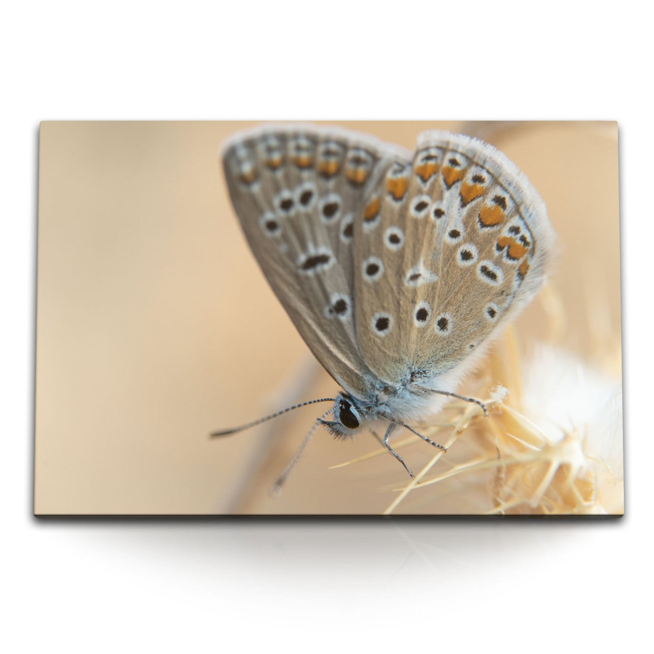 STOCKS_1485Yz03Oc7P7jFAW_1280x1280.jpg