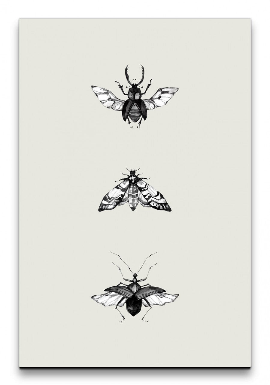 Insekten_042_1280x1280.jpg