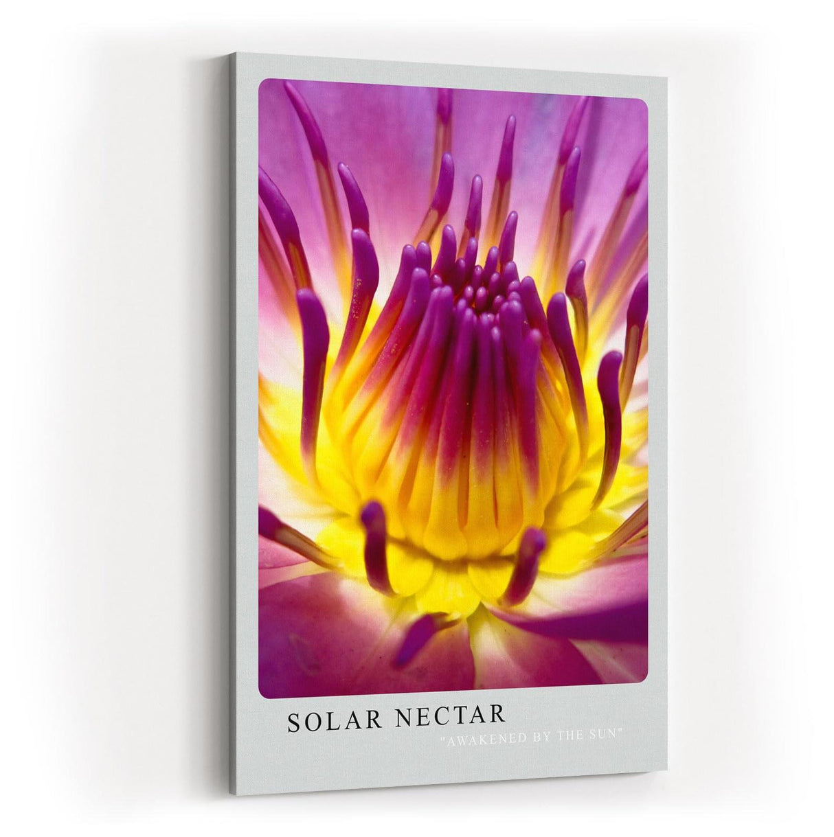 Paul Sinus Kunstdruck 40x60cm Blume Makro Gelb Pink Lila Lotus Blüte Solar Nectar