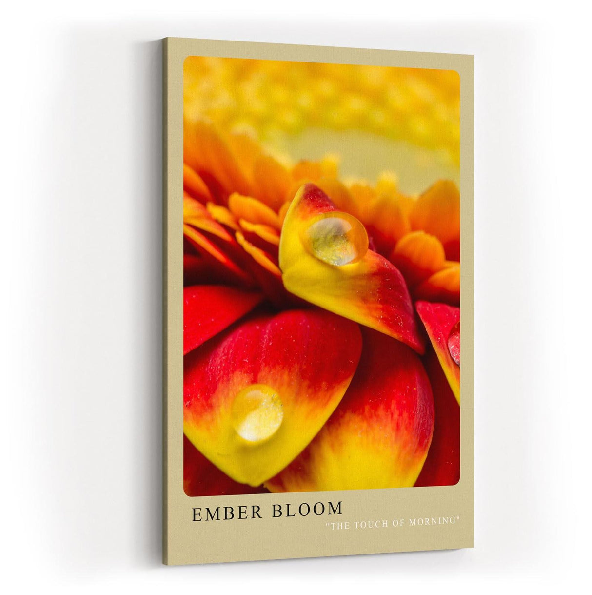 Paul Sinus Kunstdruck 40x60cm Ember Bloom – leuchtend rote und gelbe Blütenblätter mit Tautropfen in Nahaufnahme