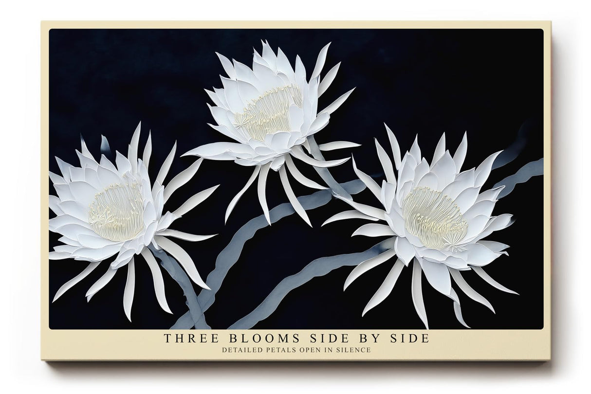 Paul Sinus Wandbild 120x80cm weisse Blumen auf dunklem Hintergrund elegante botanische Kunst moderne Naturfotografie Kunstdruck stilvolle Wanddekoration fuer Wohnzimmer Schlafzimmer Flur