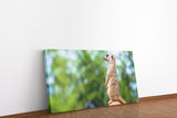 shutterstock_1881471448LBPI3tHX9PSQs_1280x1280.jpg