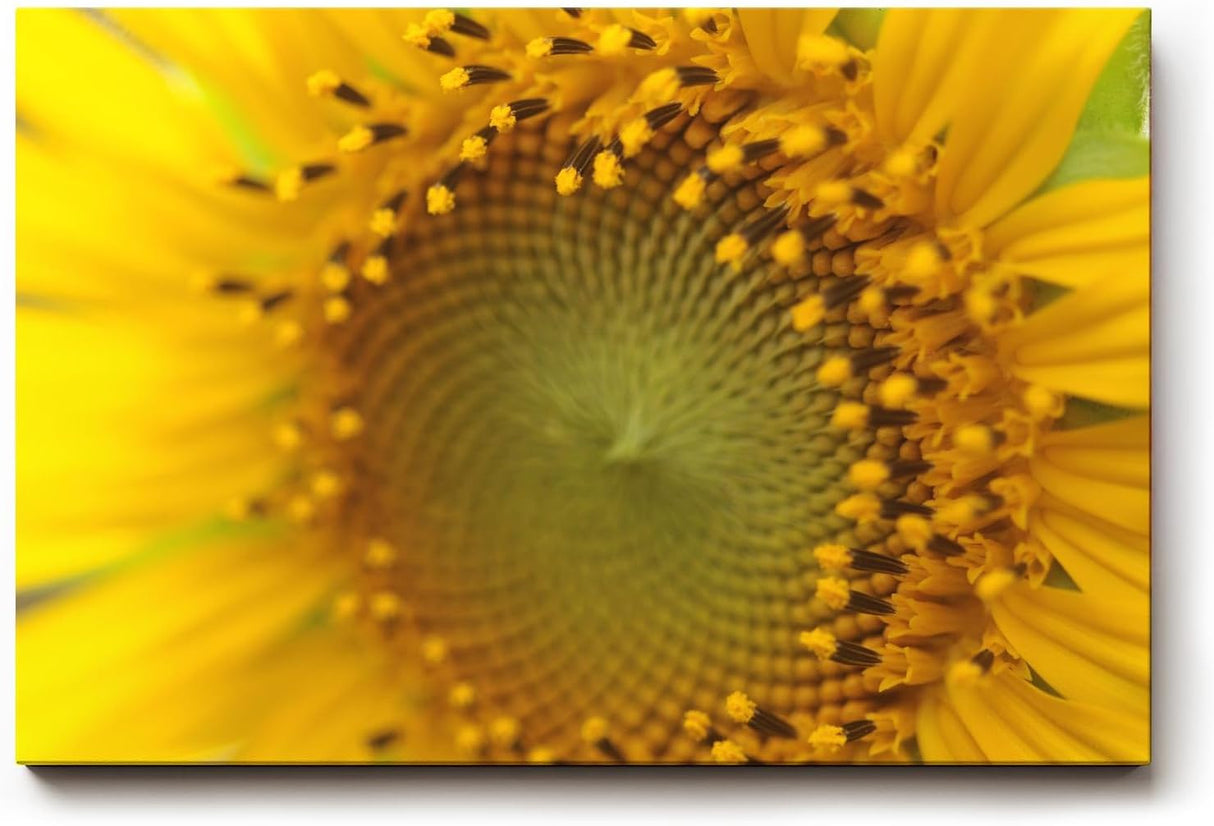 Sinus Art Wandbild 120x80cm Atemberaubendes Makromotiv einer Sonnenblume – intensiv, lebendig und ausdrucksstark