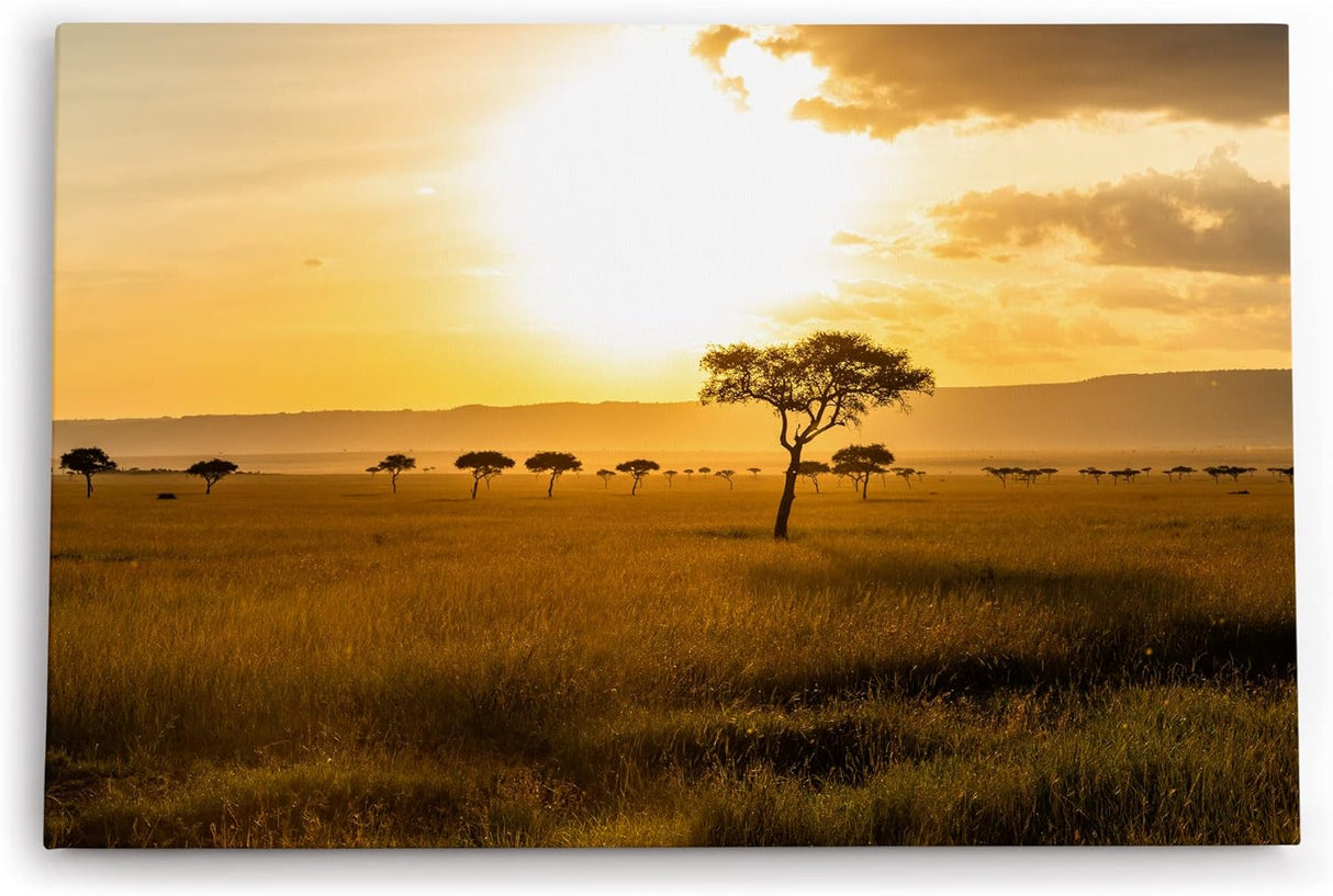 Paul Sinus Wandbild 120x80cm Afrikanische Landschaft Burkea Africana Bäume Sonnenuntergang