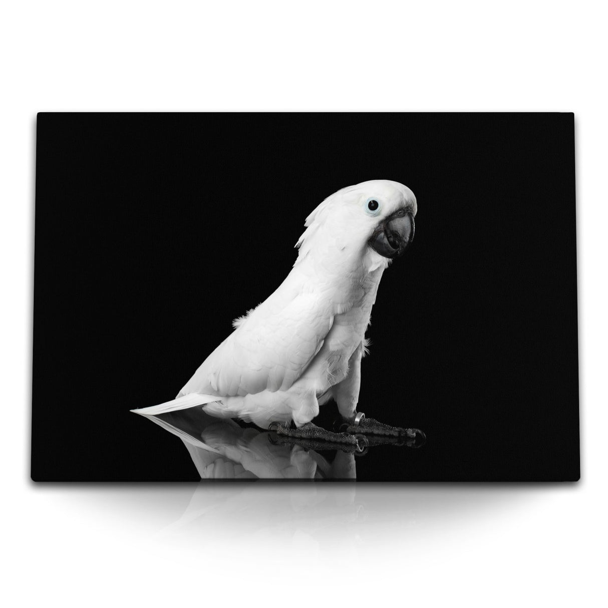 STOCKS_2027gauJbD6LMBF3X_1280x1280.jpg