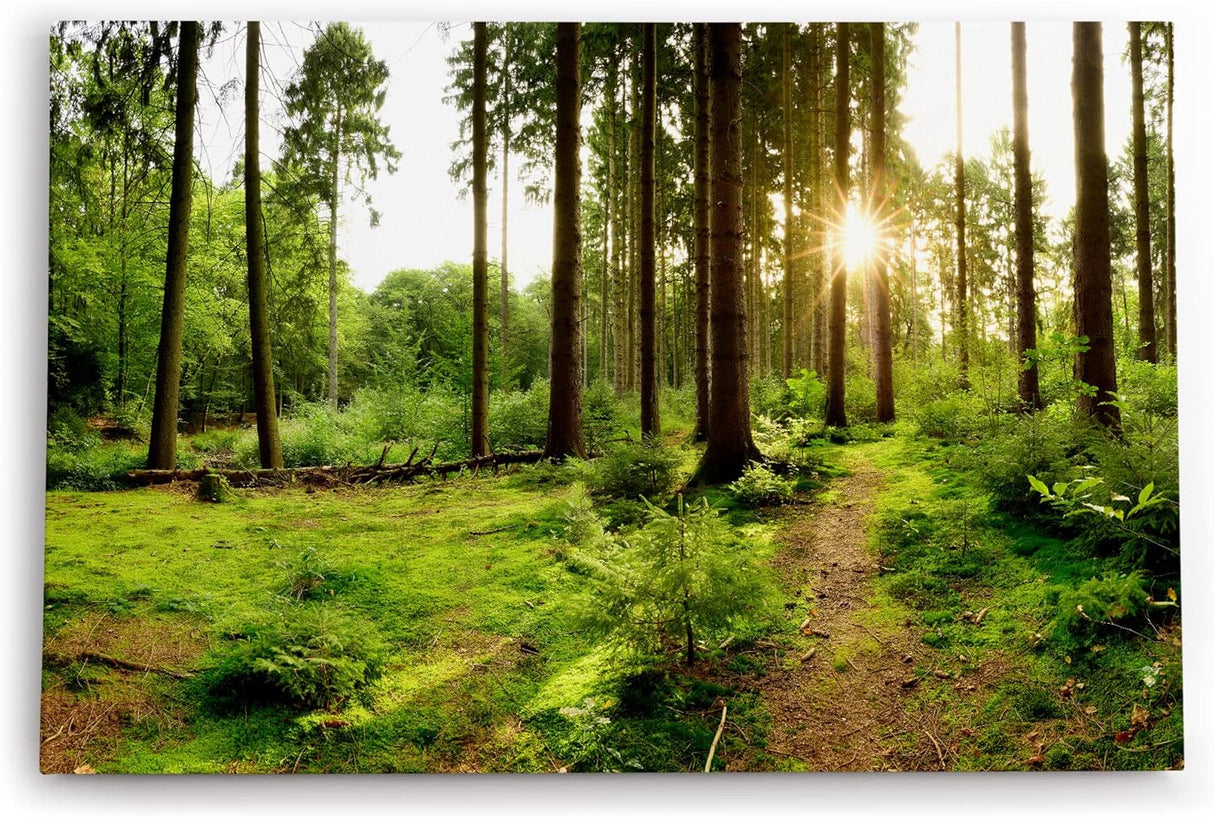 Paul Sinus Wandbild 120x80cm Fichtenwald Wald Grün Sonnenstrahlen Natur Bäume