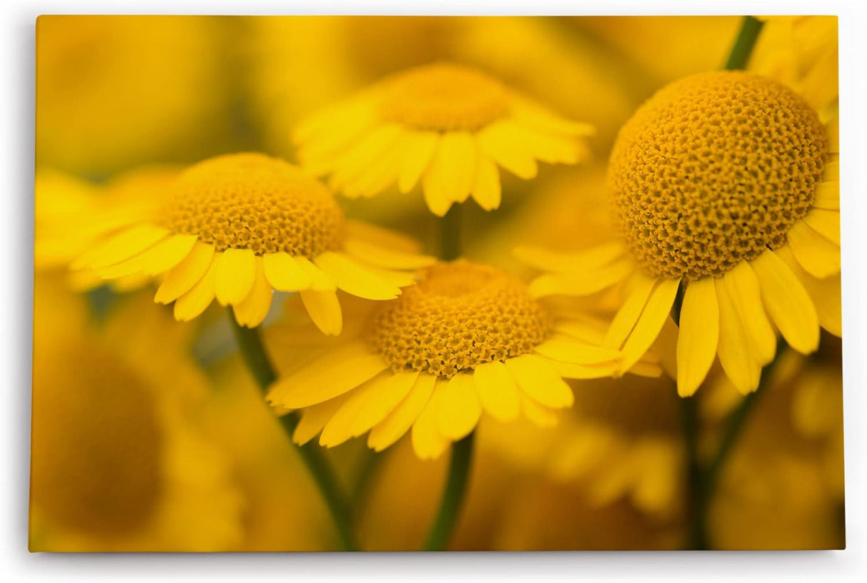 Paul Sinus Wandbild 120x80cm Gänseblümchen Blumen Blüten Gelb Nahaufnahme