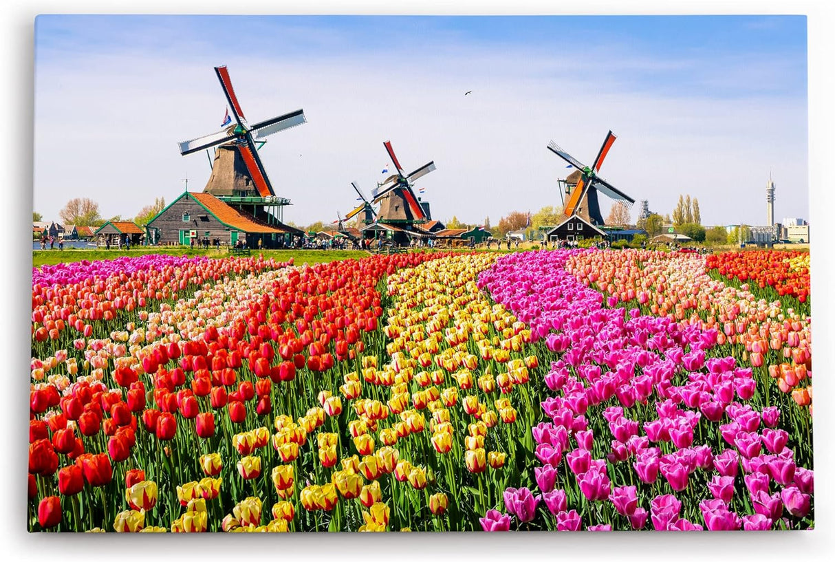 Paul Sinus Wandbild 120x80cm Holland Niederlande Windmühlen bunte Tulpen Blumenfeld