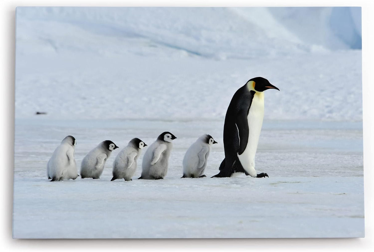 Paul Sinus Wandbild 120x80cm Pinguine Babypinguine Kaiserpinguin Schnee Tierfotografie