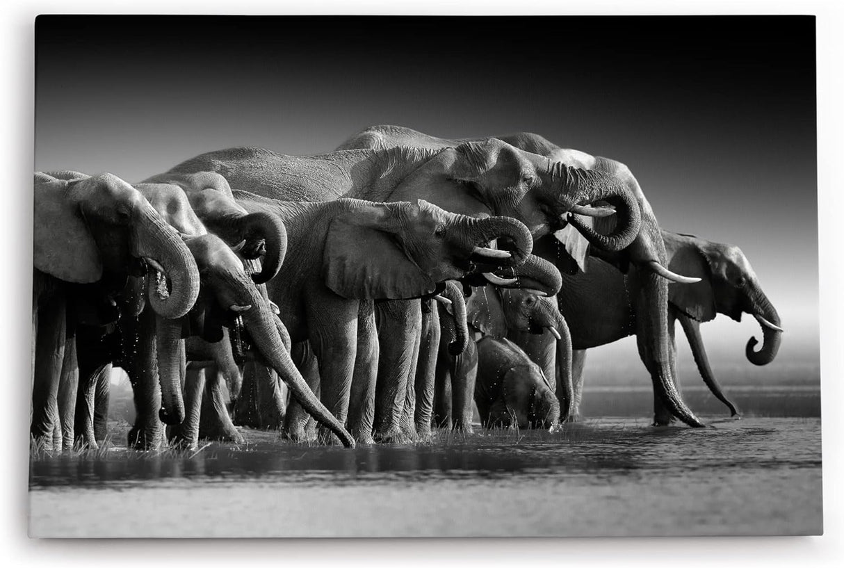 Paul Sinus Wandbild 120x80cm Schwarz Weiß Fotografie Elefanten Elefantenherde Tierfotografie