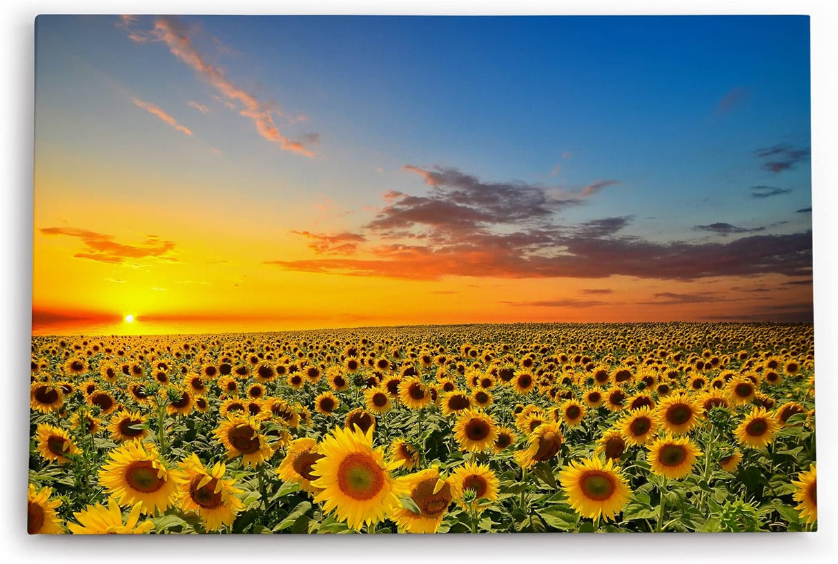 Paul Sinus Wandbild 120x80cm Sonnenblumen Blumenfeld Sonnenblumenfeld Sonnenuntergang