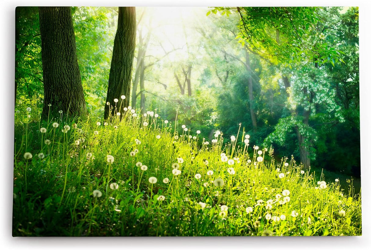 Paul Sinus Wandbild 120x80cm Wald Bäume Grün Pusteblumen Wiese Gras Sonnenschein