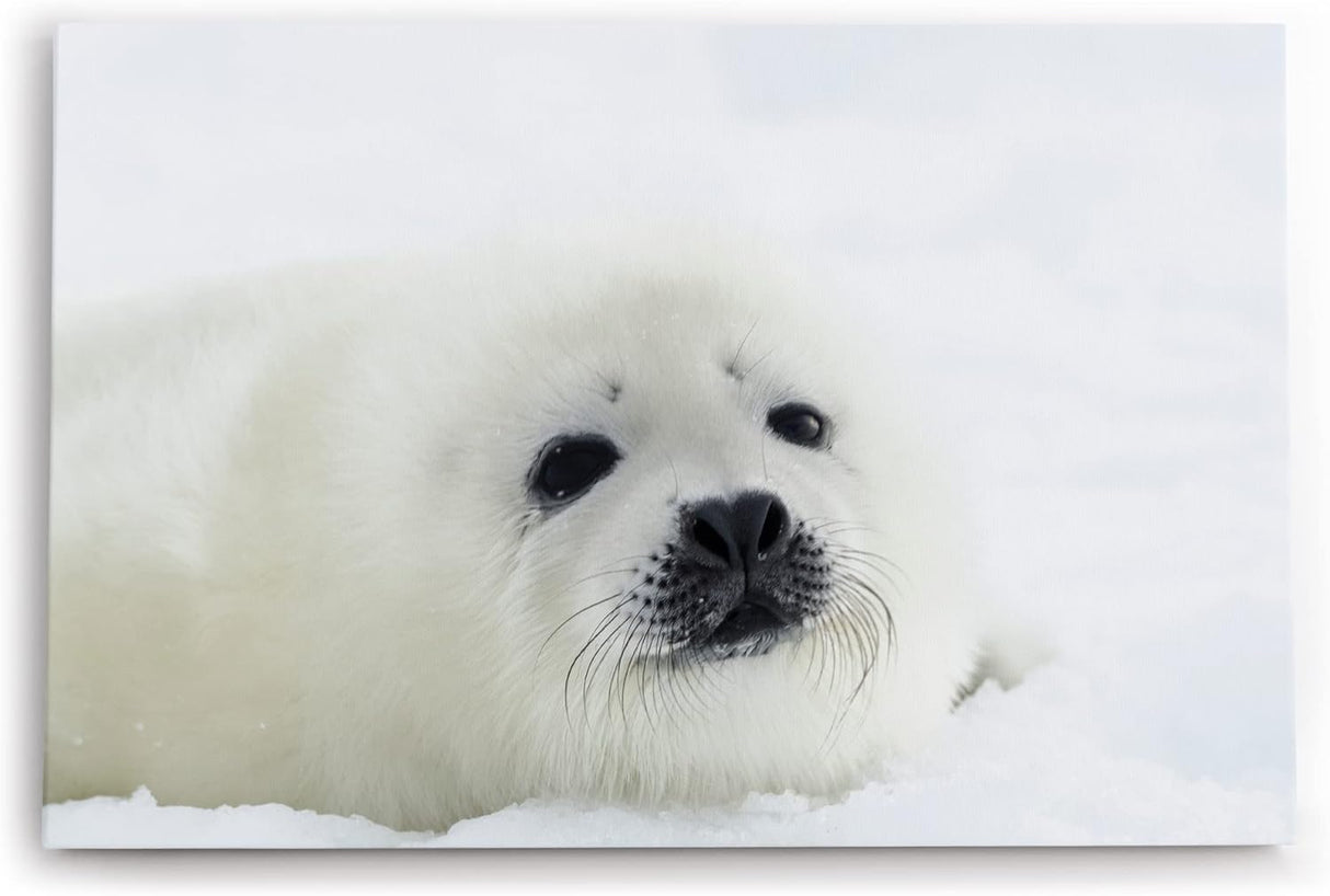 Paul Sinus Wandbild 120x80cm Weiße Robbe Robbenbaby Schnee Tierfotografie