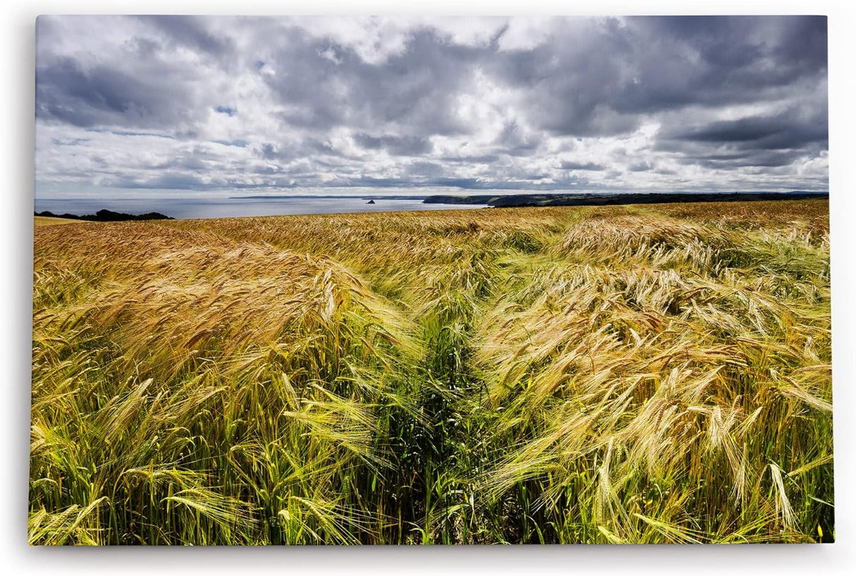 Paul Sinus Wandbild 120x80cm Weizenfeld Meer Weizen Natur Wolken Horizont