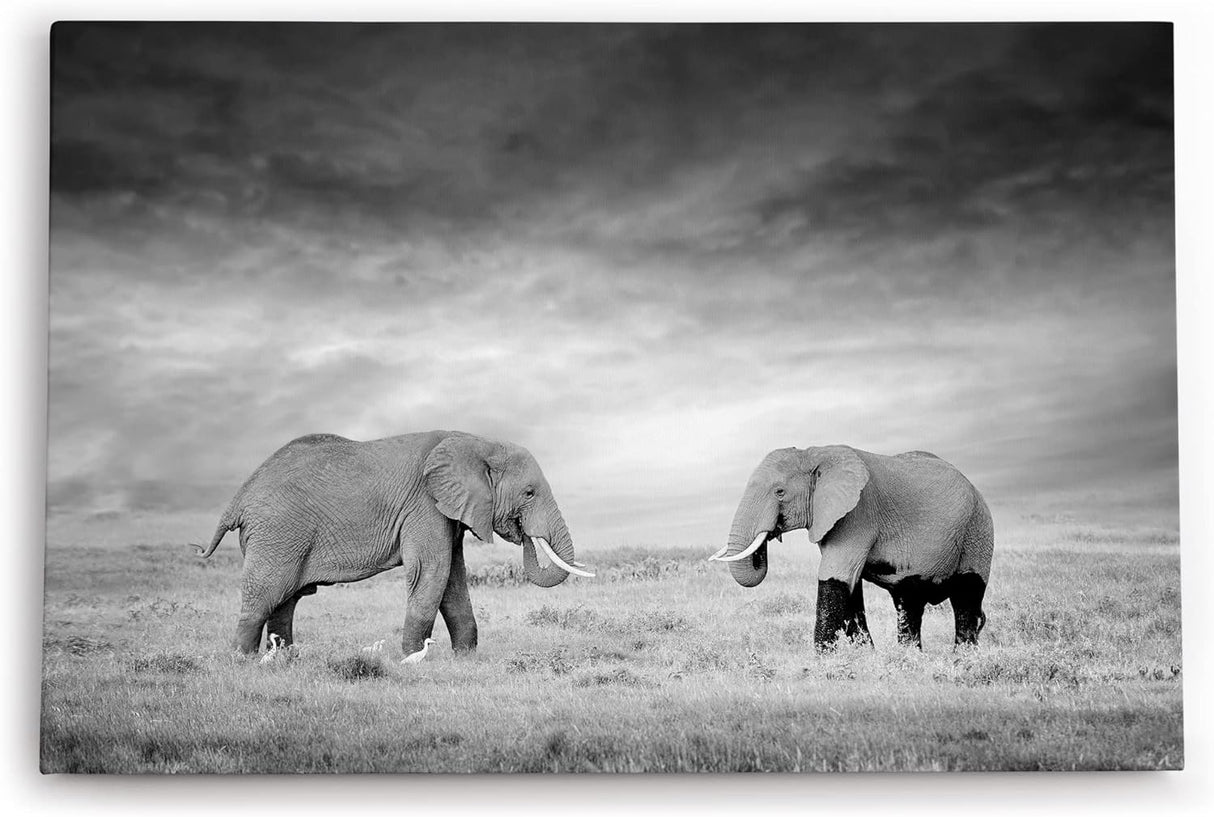 Paul Sinus Wandbild 120x80cm Zwei Elefanten Schwarz Weiß Afrika Tierfotografie