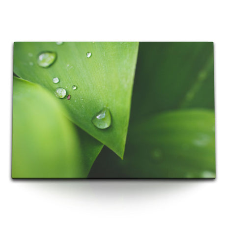 Wandbilder Botanik & Blumen