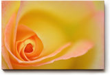 Sinus Art Wandbild 120x80cm Makroperspektive einer gelben Rose – Symbol für Freude, Wärme und Sanftheit