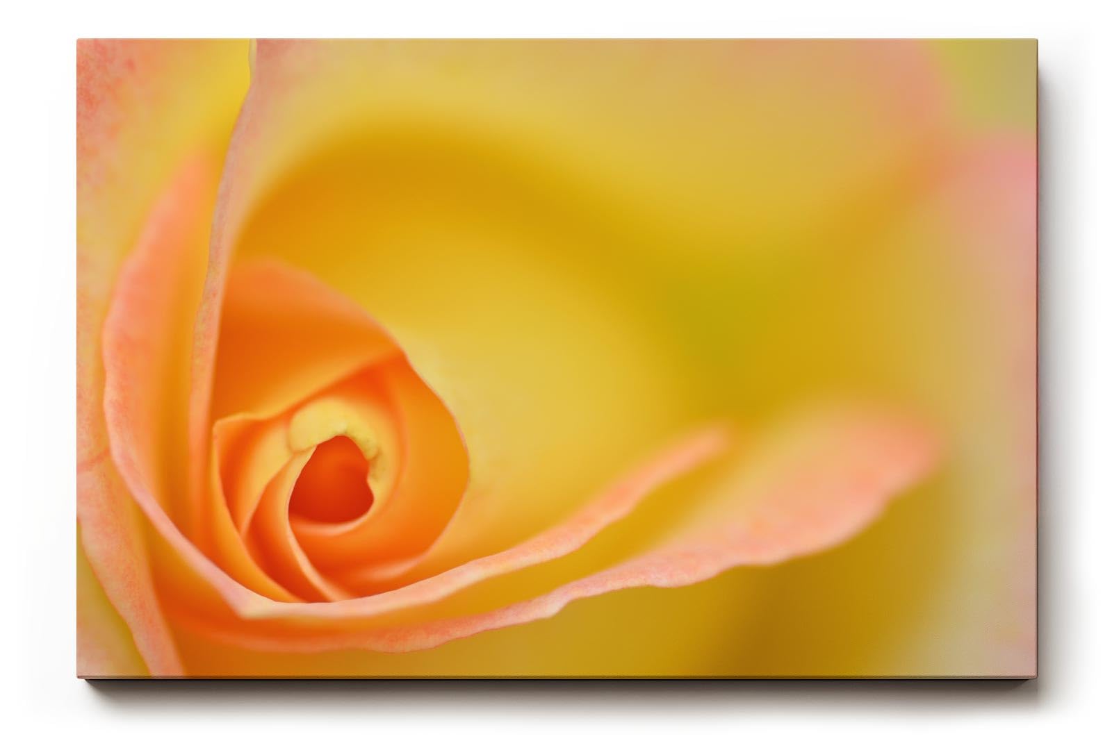 Sinus Art Wandbild 120x80cm Makroperspektive einer gelben Rose – Symbol für Freude, Wärme und Sanftheit