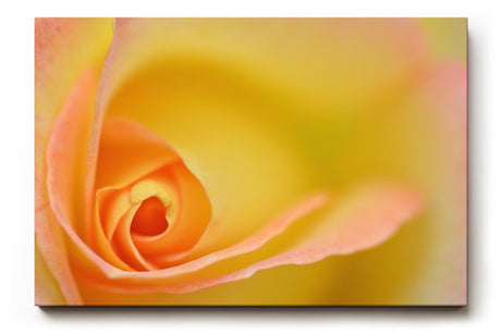 Sinus Art Wandbild 120x80cm Makroperspektive einer gelben Rose – Symbol für Freude, Wärme und Sanftheit