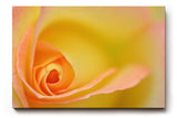 Sinus Art Wandbild 120x80cm Makroperspektive einer gelben Rose – Symbol für Freude, Wärme und Sanftheit